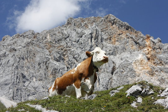 Das Oberhaupt der K&uuml;he