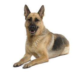 German Shepherd, 9 years old, sitting, studio shot