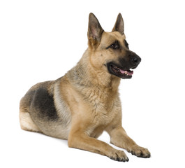 German Shepherd, 9 years old, sitting, studio shot