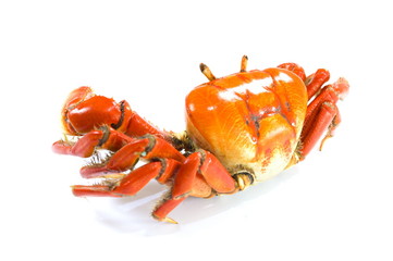 Crab