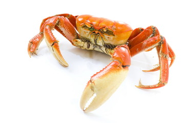 Crab