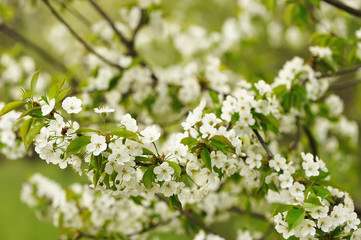 Spring cherry tree