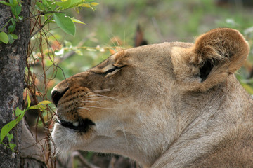 Lion