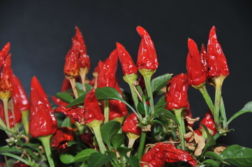 Chilli Pflanze