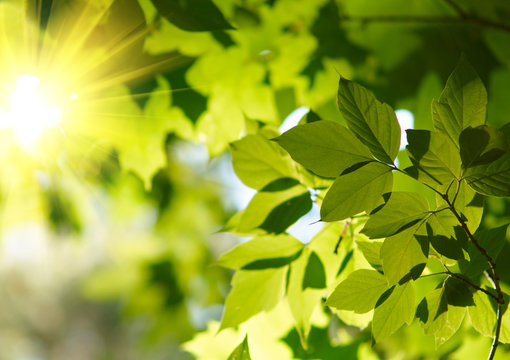 Green leaves with sun ray.