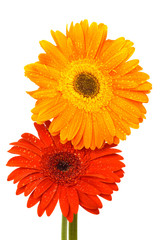 Beautiful two gerber