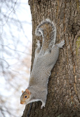 Grey Squirrel