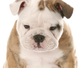 nine week old female english bulldog puppy on white