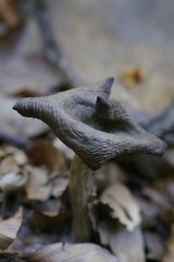 champignon