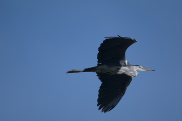 h&eacute;ron cendr&eacute;