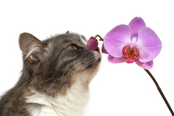 cat and pink orchid