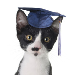 Smart cat wearing a graduation cap.