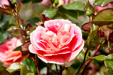 Obraz premium Pink ranunculus flowers