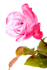 Fototapeta premium Pink rose
