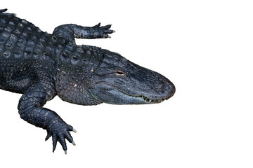 Krokodil freigestellt