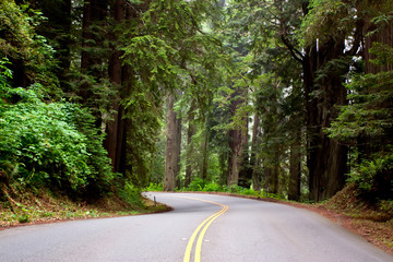 Asphalt road in forest