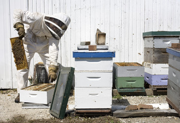 Beekeeper Removing Hive Frame from Box