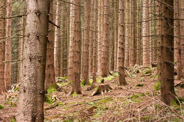 Nadelwald