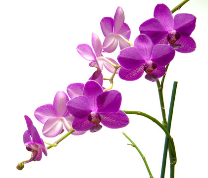 Orchidee