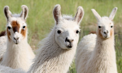 Three llamas