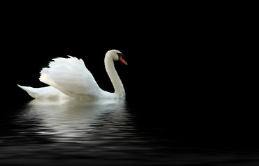 Obraz premium swan