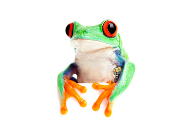 frog isolated looking over edge