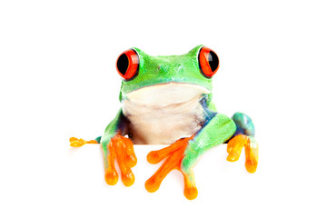 Naklejka premium frog isolated on white for banner etc
