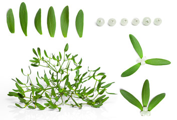 set of fresh green mistletoe