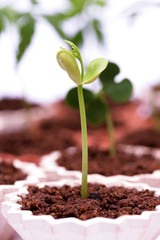 Seedling-New life