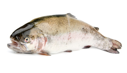 Fresh trout on white background