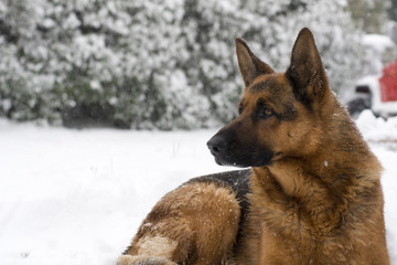 beau berger allemand couché dans la neige