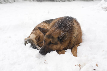 berger allemand couché dans la neige