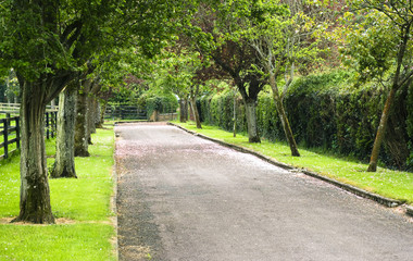 Obraz premium Alley in Japanese Gardens