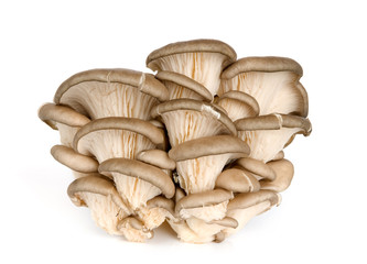 fresh oyster mushrooms