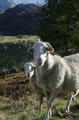 Moutons