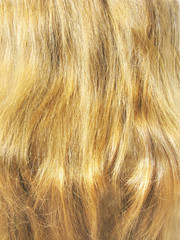 Naklejka premium blond hair closeup