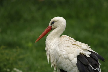 cigogne