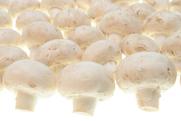 champignons isolated