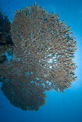 Tropical Hard coral