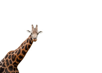 Obraz premium Giraffe freigestellt