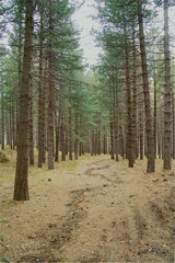 Obraz premium Pine forest