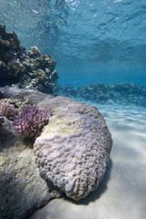 Pristine coral in tropical sea