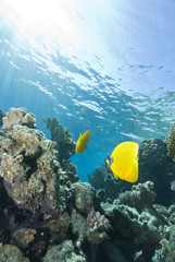 Naklejka premium Yellow tropical fsh