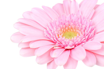Fototapeta premium Gerber flower isolated on white