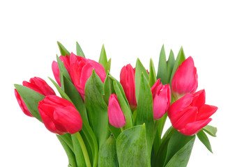 red tulips isolated on white background