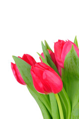 tulips isolated on white background