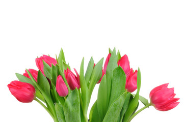 tulips isolated on white background