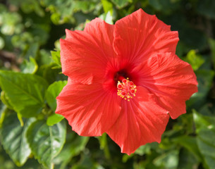 red hibiscus