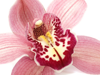 Pink Cymbidium