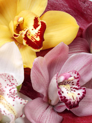 Cymbidium Orchids